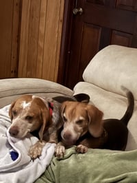 Angus and Rosie - Photo 3