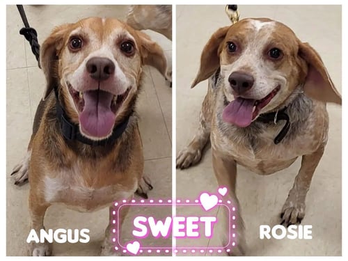 ANGUS AND ROSIE - Beagle for adoption in Tampa