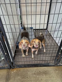 Angus and Rosie - Photo 5