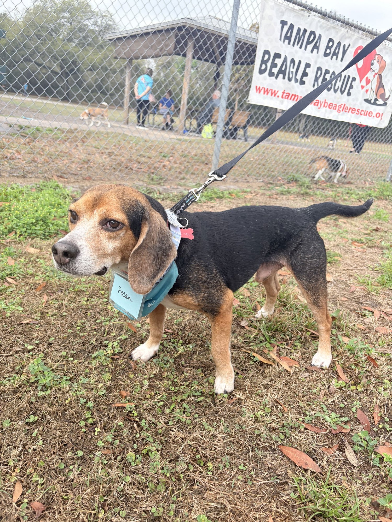 PECAN - Beagle for adoption in Tampa