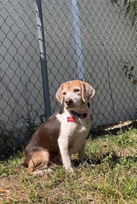 Coco Bean - Photo 1