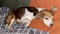 Coco Bean - Photo 12