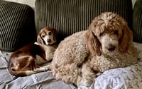 Coco Bean - Photo 10