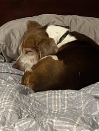 Coco Bean - Photo 6