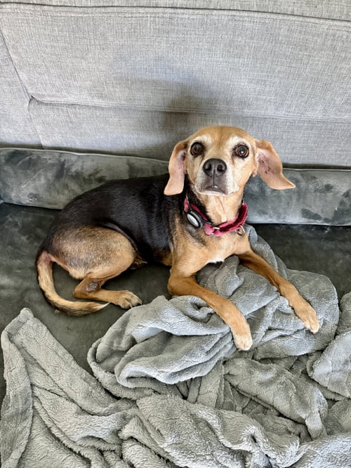 LUCY RICARDO - Beagle for adoption in Tampa