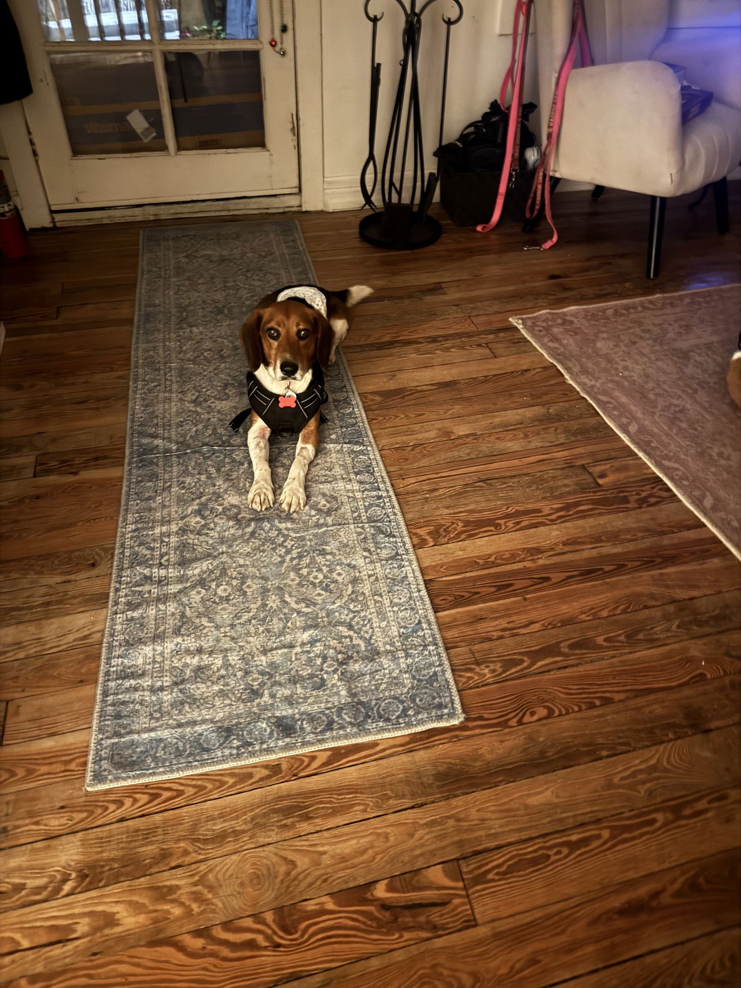 SCONE - Beagle for adoption in Tampa