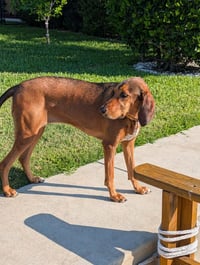 Courtesy Listing- Ruby - Photo 2