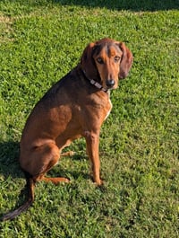 Courtesy Listing- Ruby - Photo 3