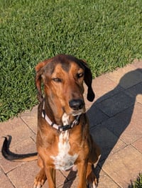 Courtesy Listing- Ruby - Photo 4