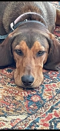 Courtesy Listing- Ruby - Photo 5