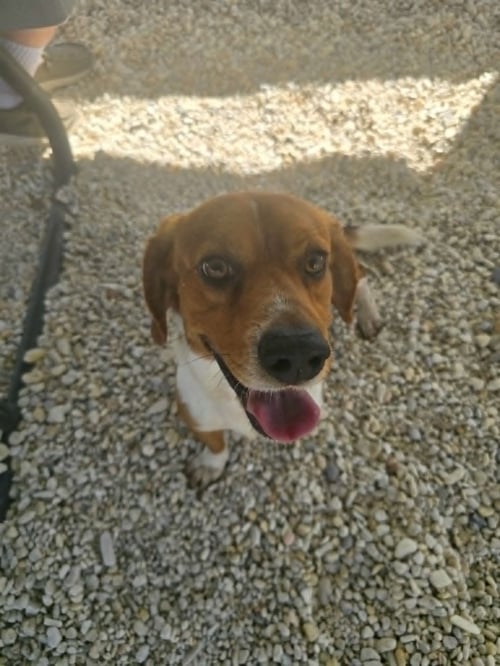 BARNEY B - Beagle for adoption in Tampa
