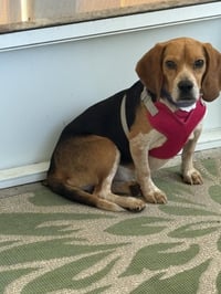 Kirby II - Photo 1
