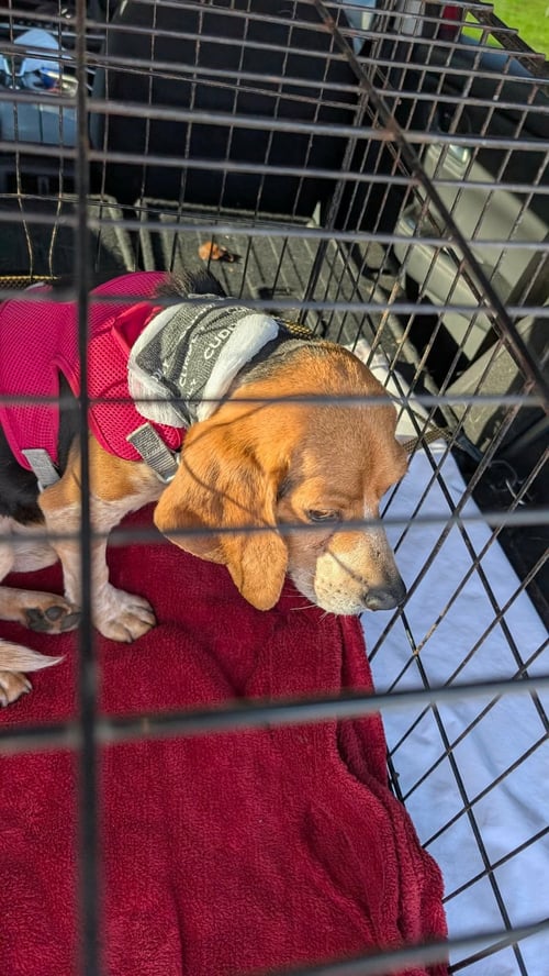 KIRBY II - Beagle available for adoption