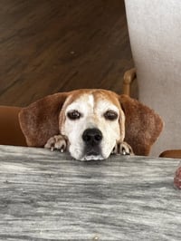 Mabel Joy - Photo 3