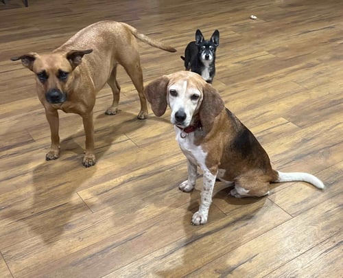 MABEL JOY - Beagle available for adoption