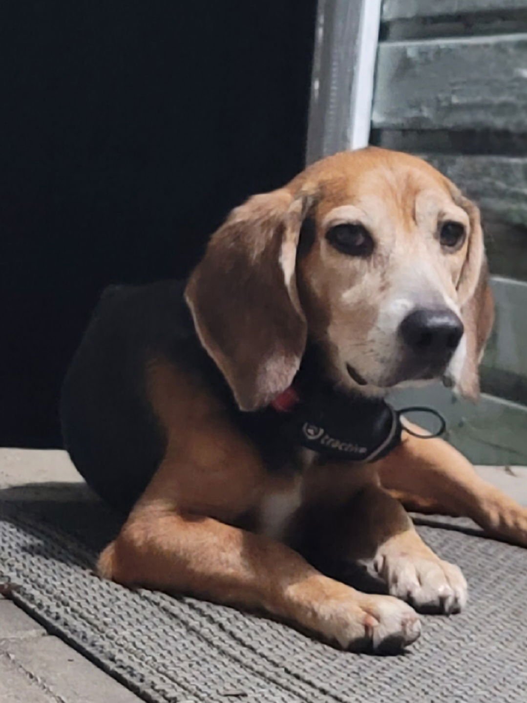 BUDDY HALL - Beagle for adoption in Tampa