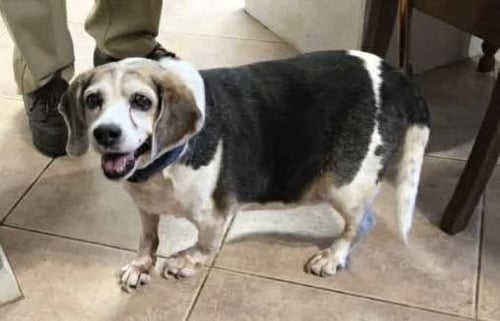 SNOOPY D - Beagle available for adoption