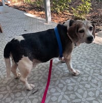 Snoopy D - Photo 5