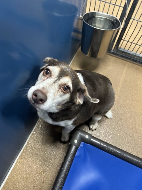 GUS MITCHELL - Beagle for adoption in Tampa