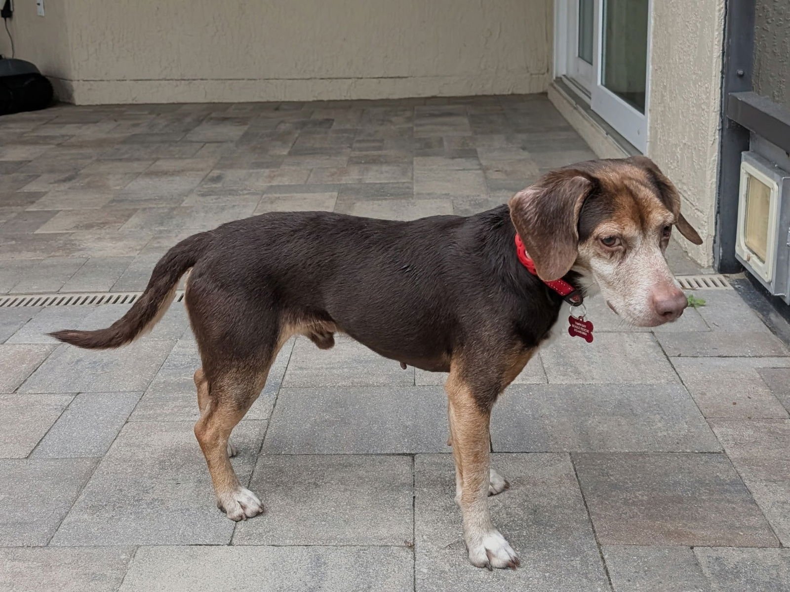 HERBIE III - Beagle for adoption in Tampa