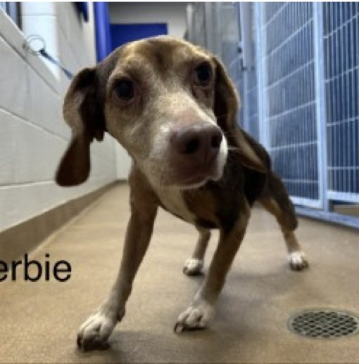 Herbie III - Photo 2