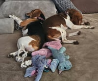 Penelope and Eugene - Photo 2