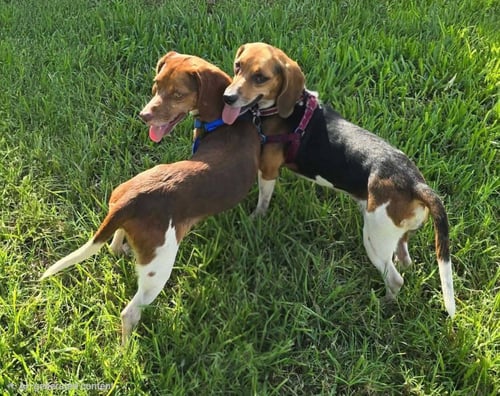 PENELOPE AND EUGENE - Beagle for adoption in Tampa