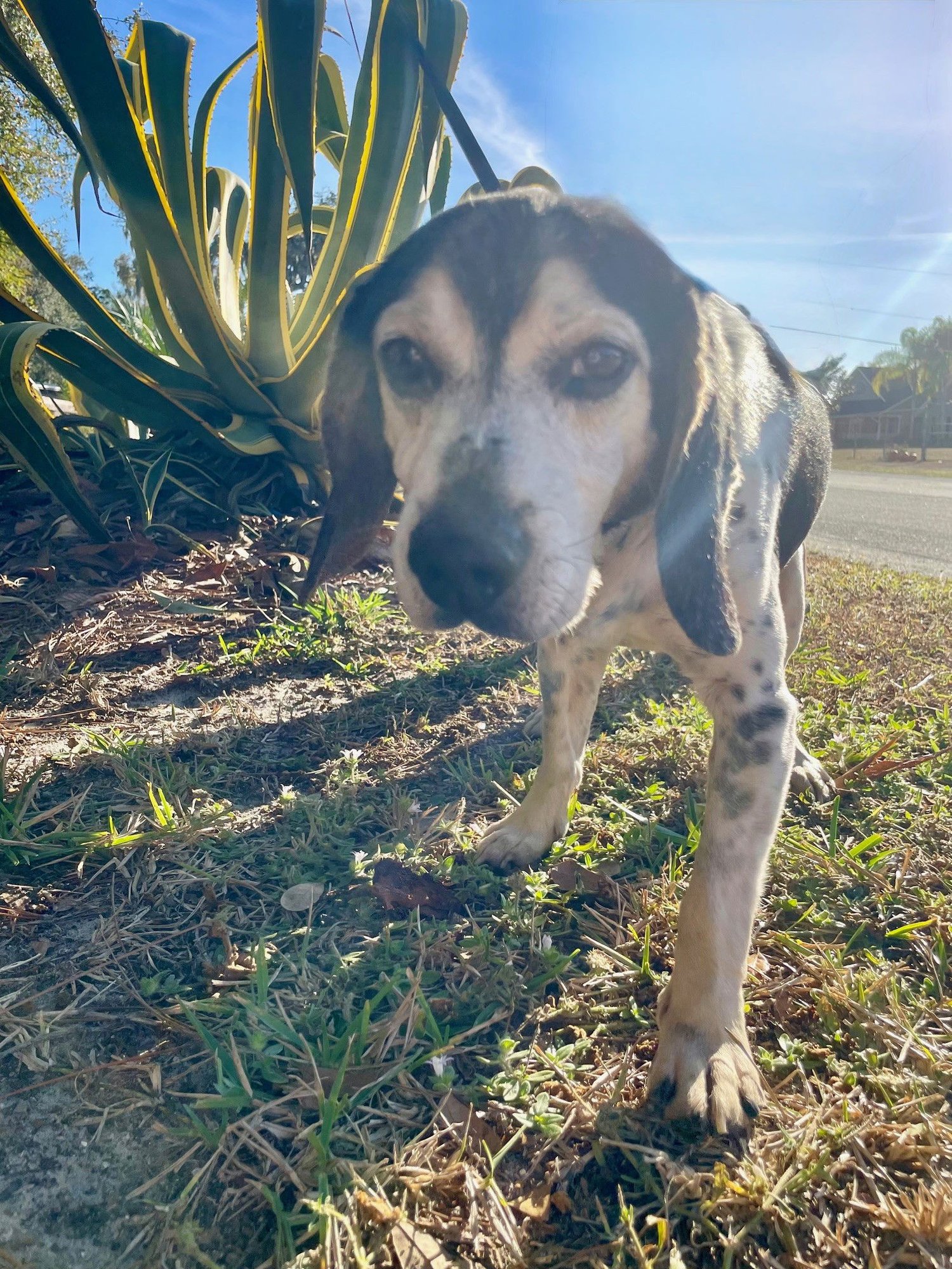 MACK III - Beagle for adoption in Tampa