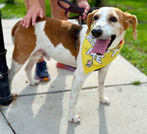 DUNCAN HINES - Hound for adoption in Clearwater
