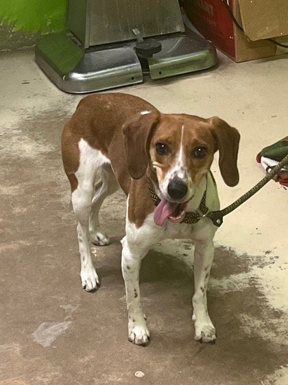 CANELA - Beagle for adoption in Tampa