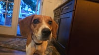 Canela - Photo 2
