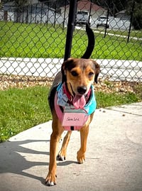 Sara Lee - Photo 1