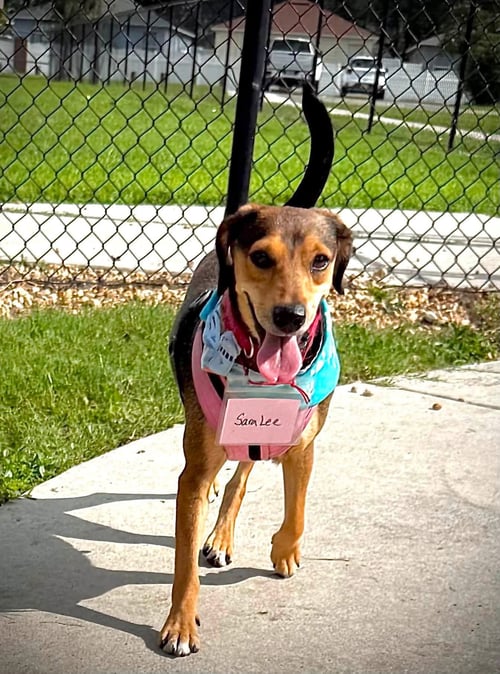 SARA LEE - Beagle for adoption in Clearwater