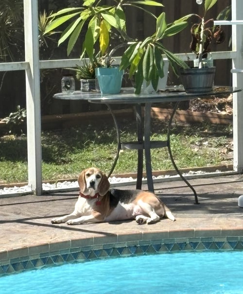 GRANNY FRANNY - Beagle available for adoption