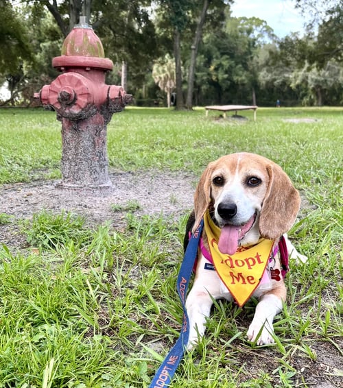 GRANNY FRANNY - Beagle for adoption in Tampa