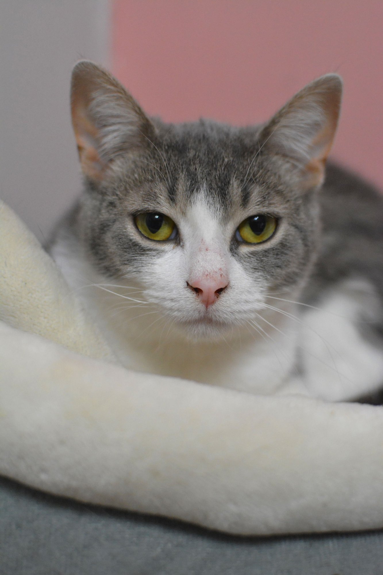 OSCAR - Domestic Short Hair available for adoption