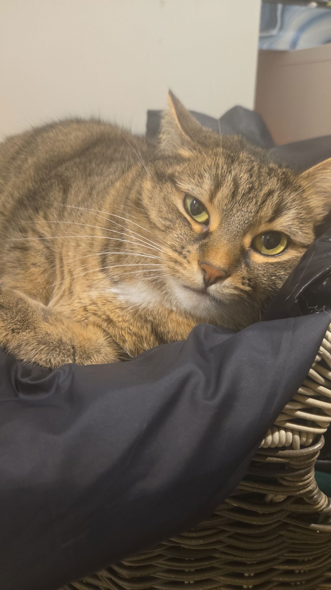 RONNIE - Domestic Short Hair available for adoption