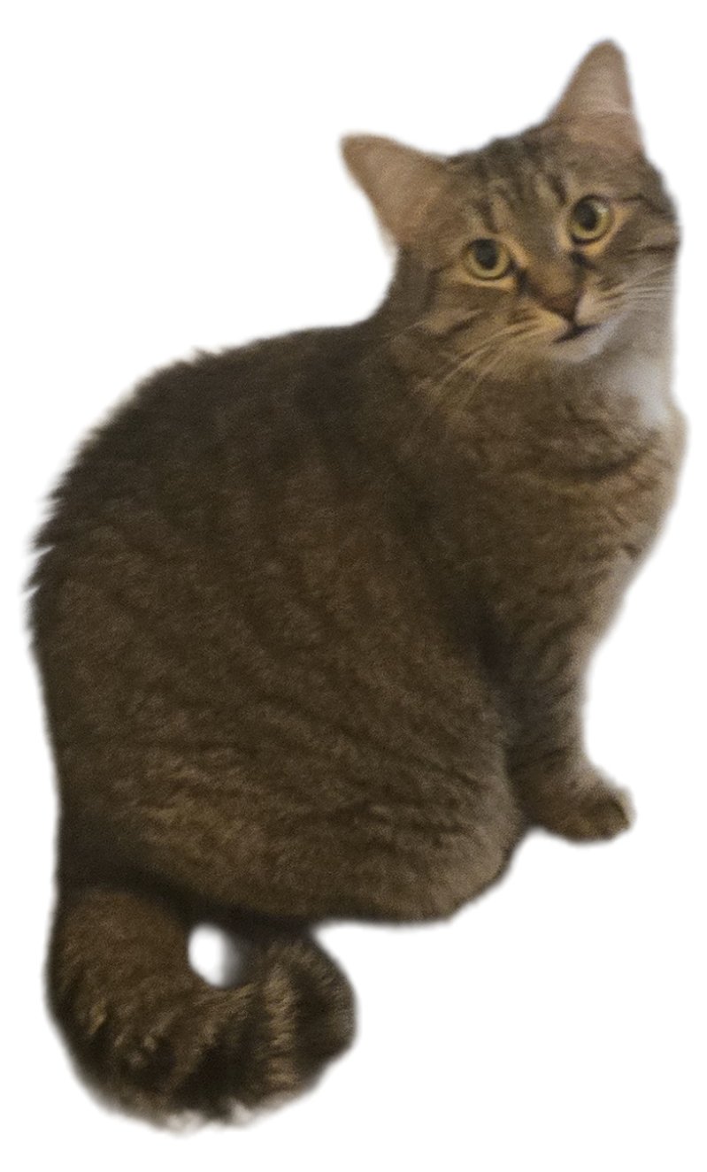 RONNIE - Domestic Short Hair available for adoption