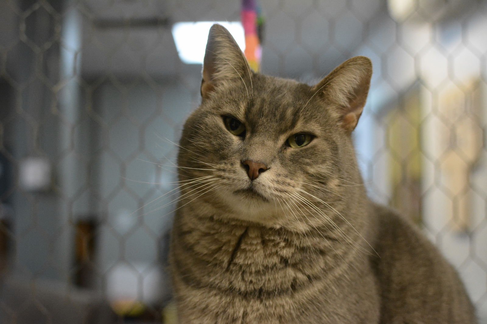 MARLO - Domestic Short Hair available for adoption