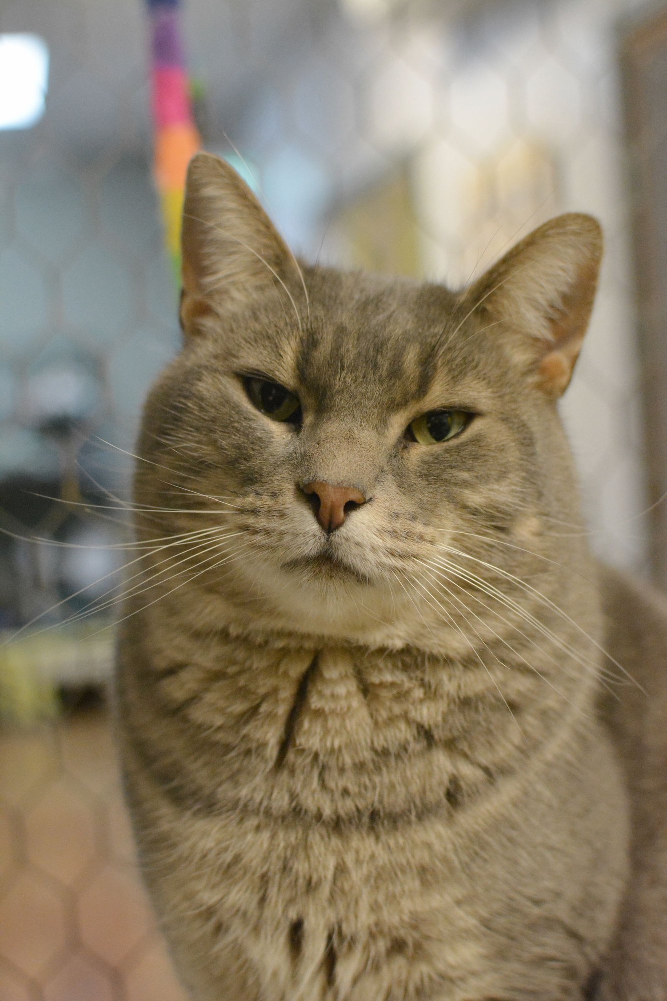 MARLO - Domestic Short Hair available for adoption