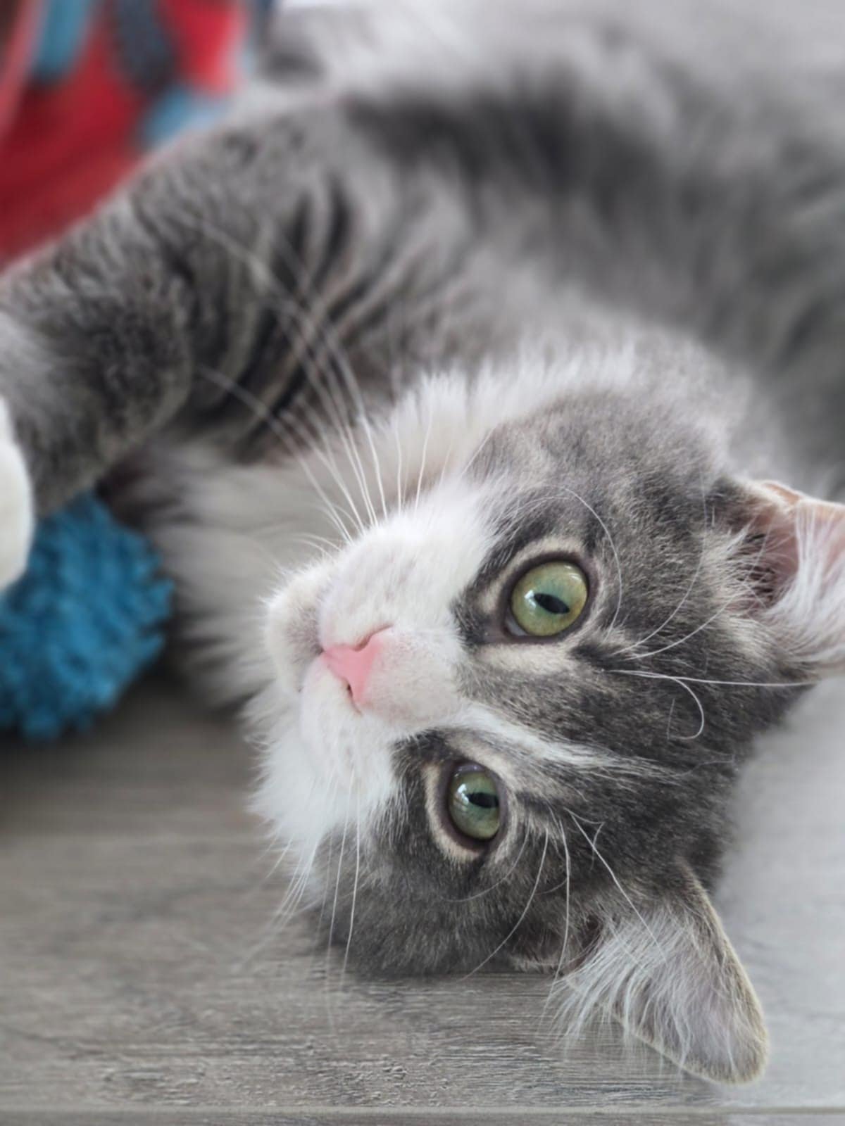 FLOCON - Domestic Long Hair available for adoption