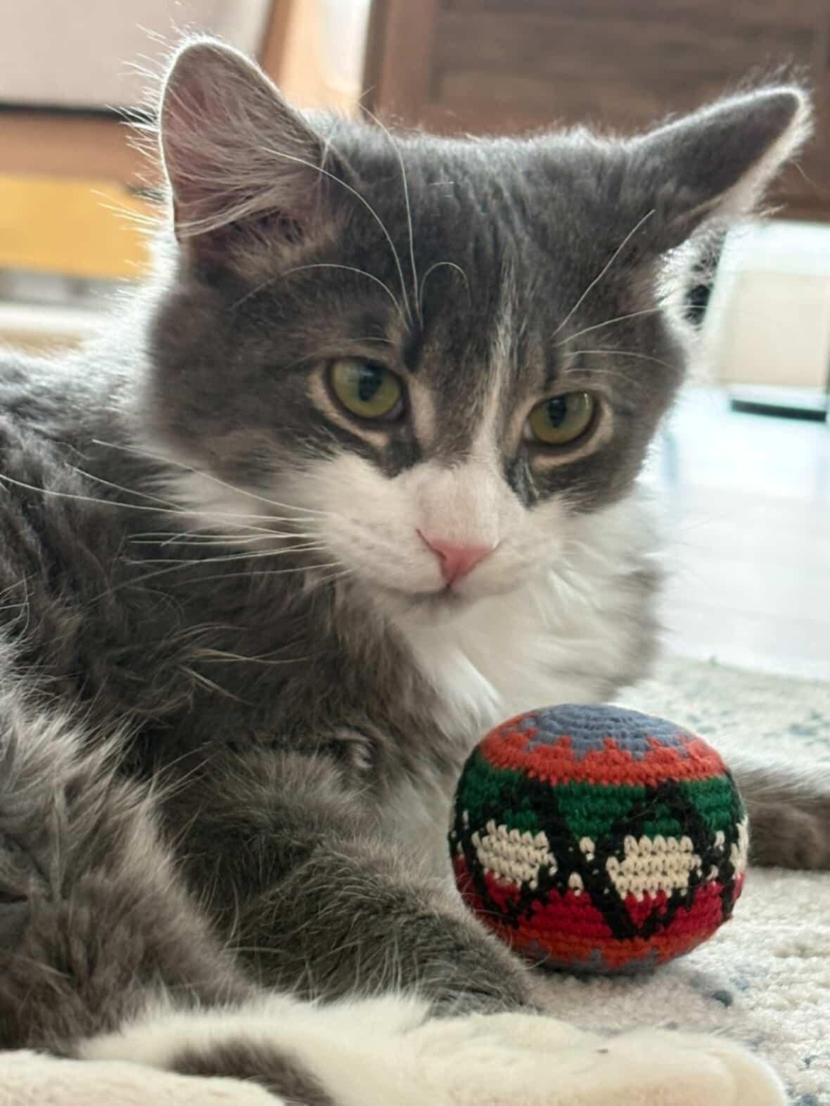 FLOCON - Domestic Long Hair available for adoption