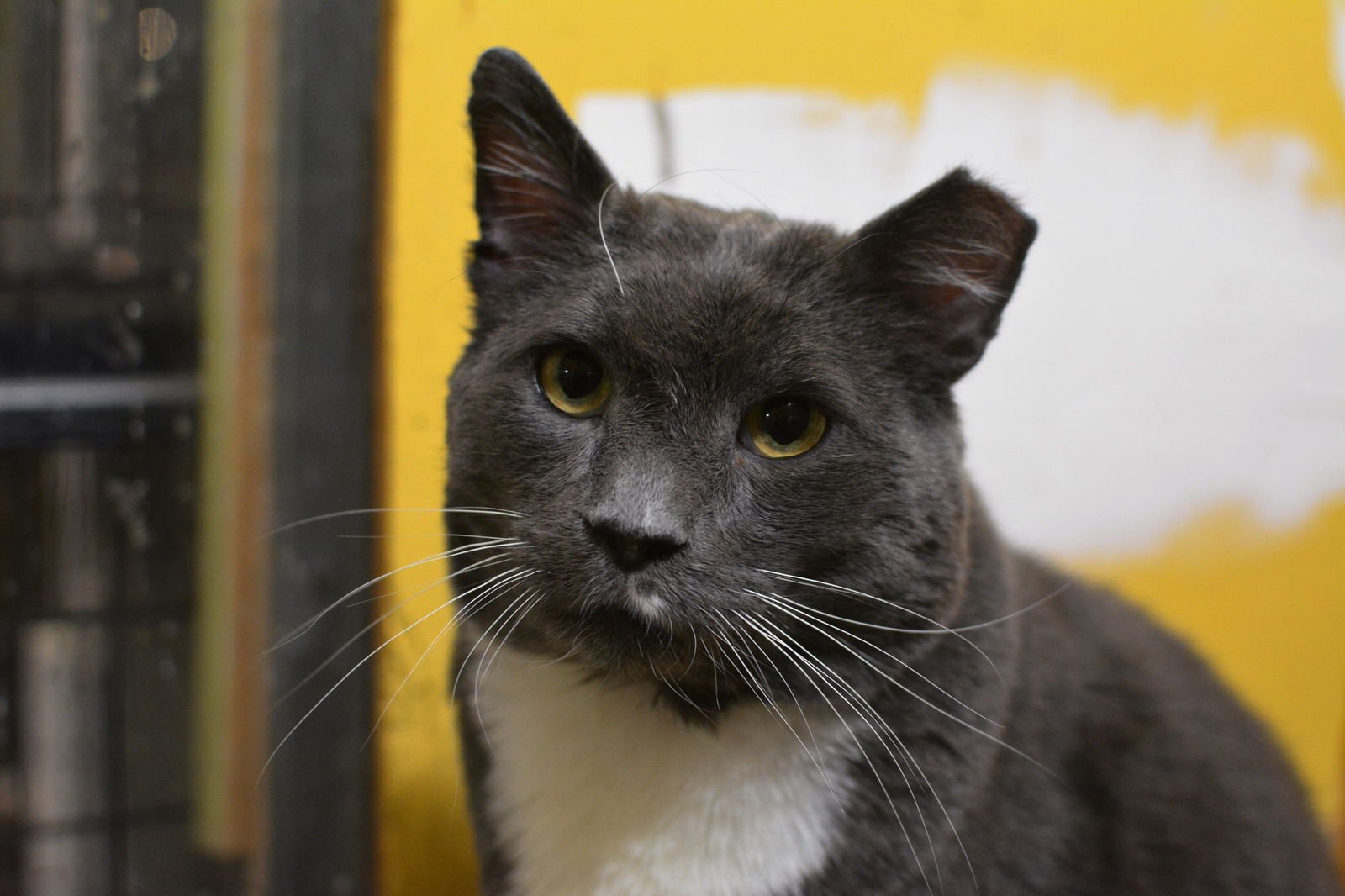 OZZY - Domestic Short Hair available for adoption