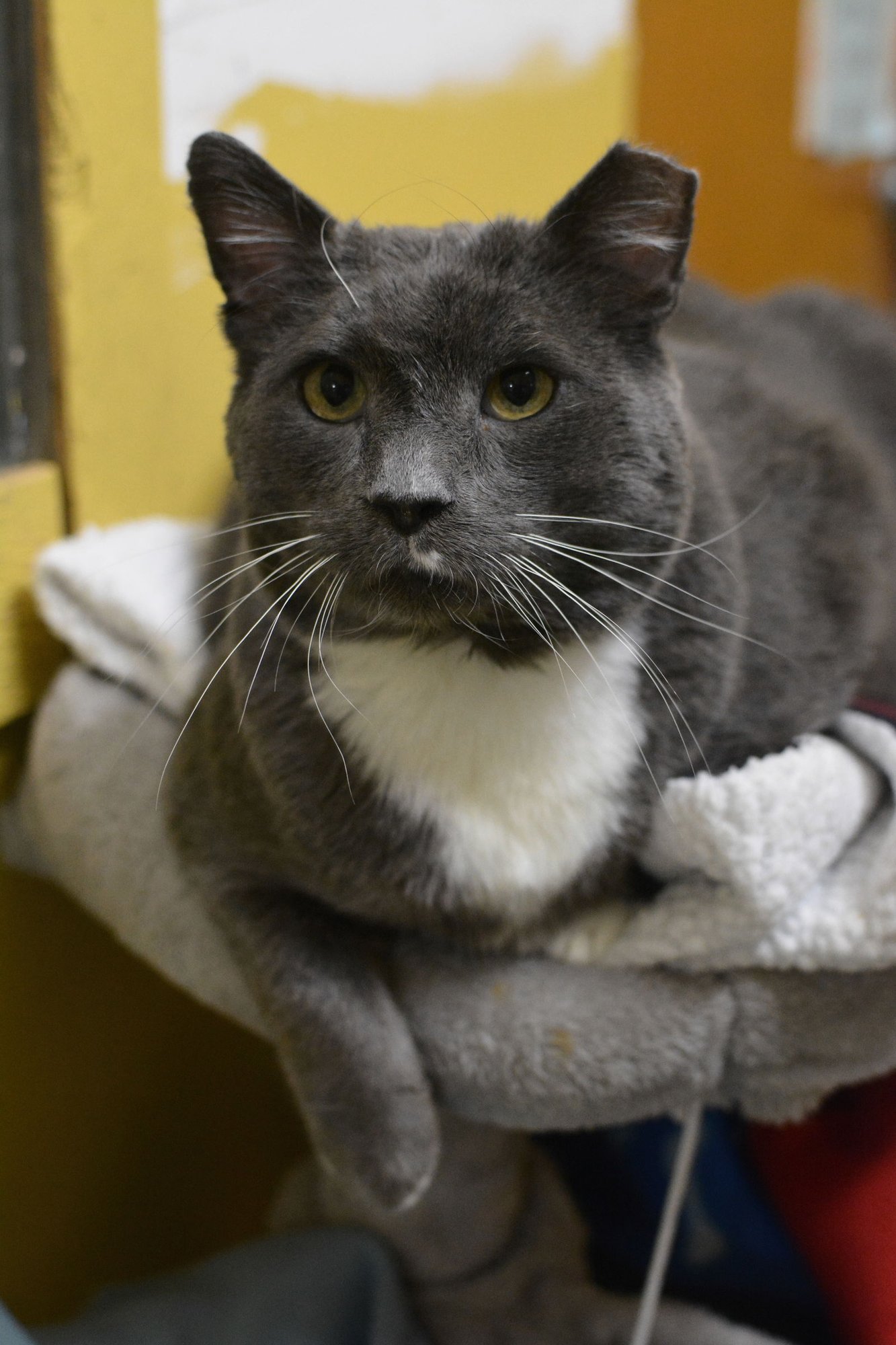 OZZY - Domestic Short Hair available for adoption