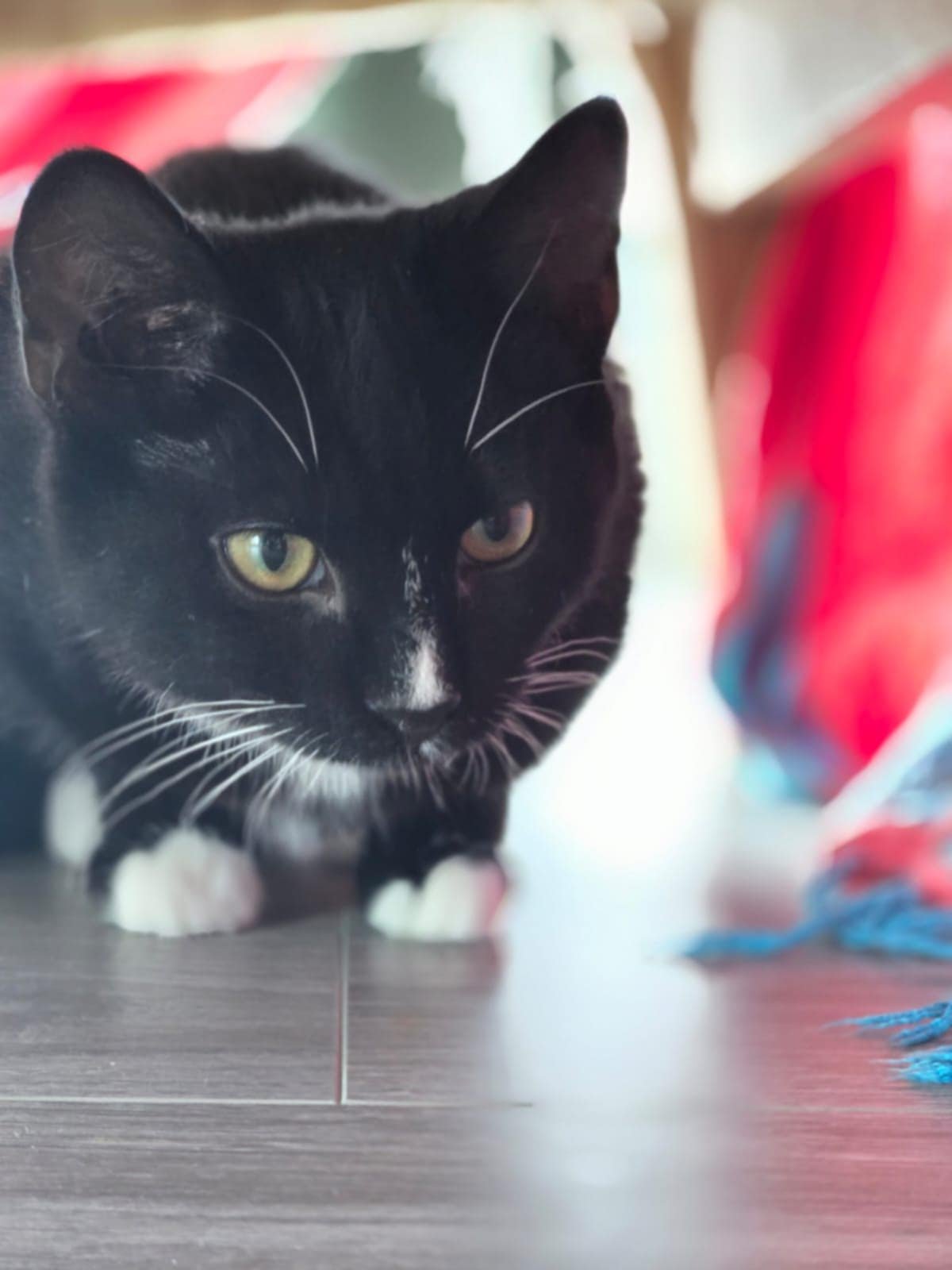 MOON - Domestic Short Hair available for adoption