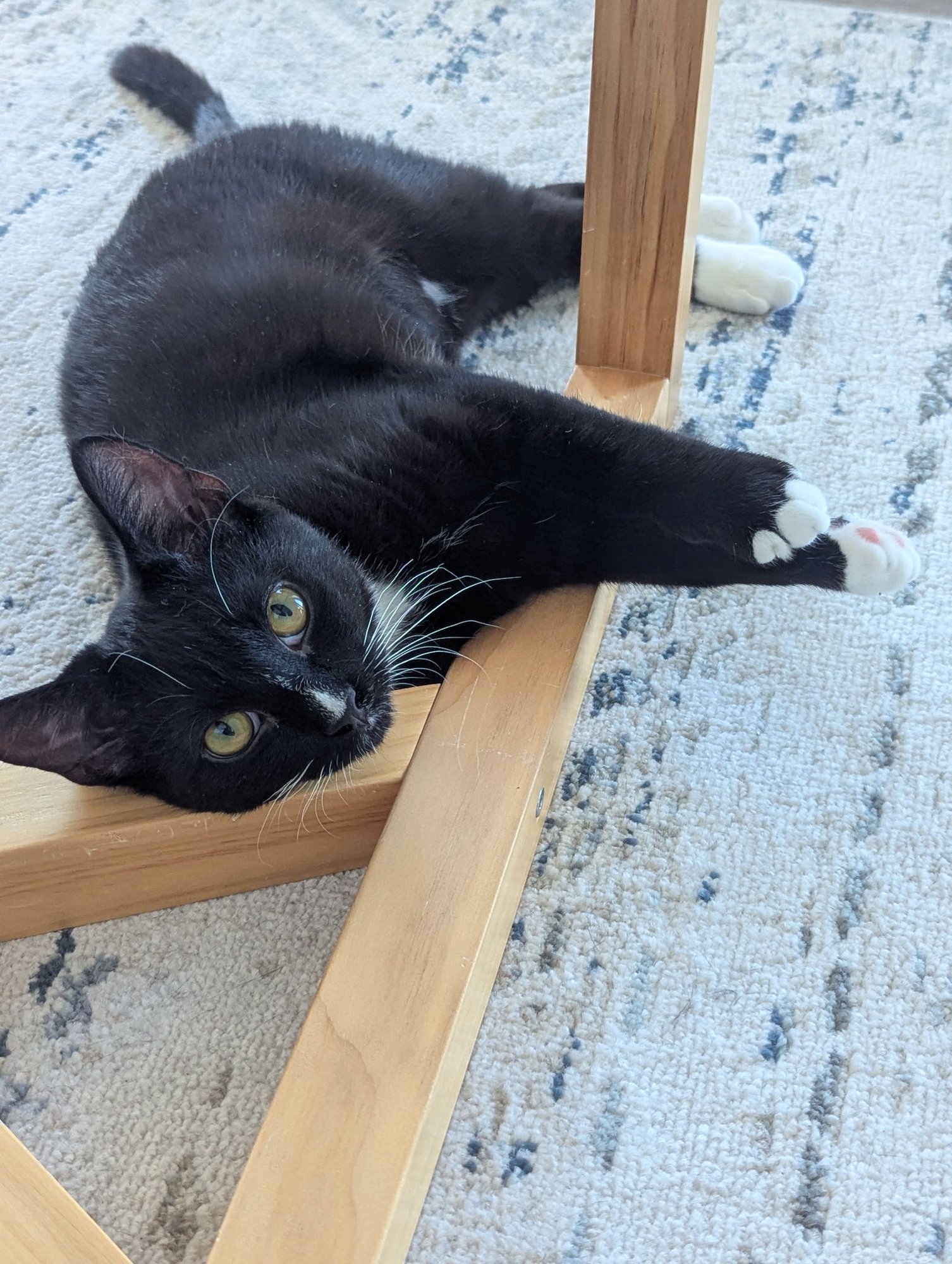 MOON - Domestic Short Hair available for adoption