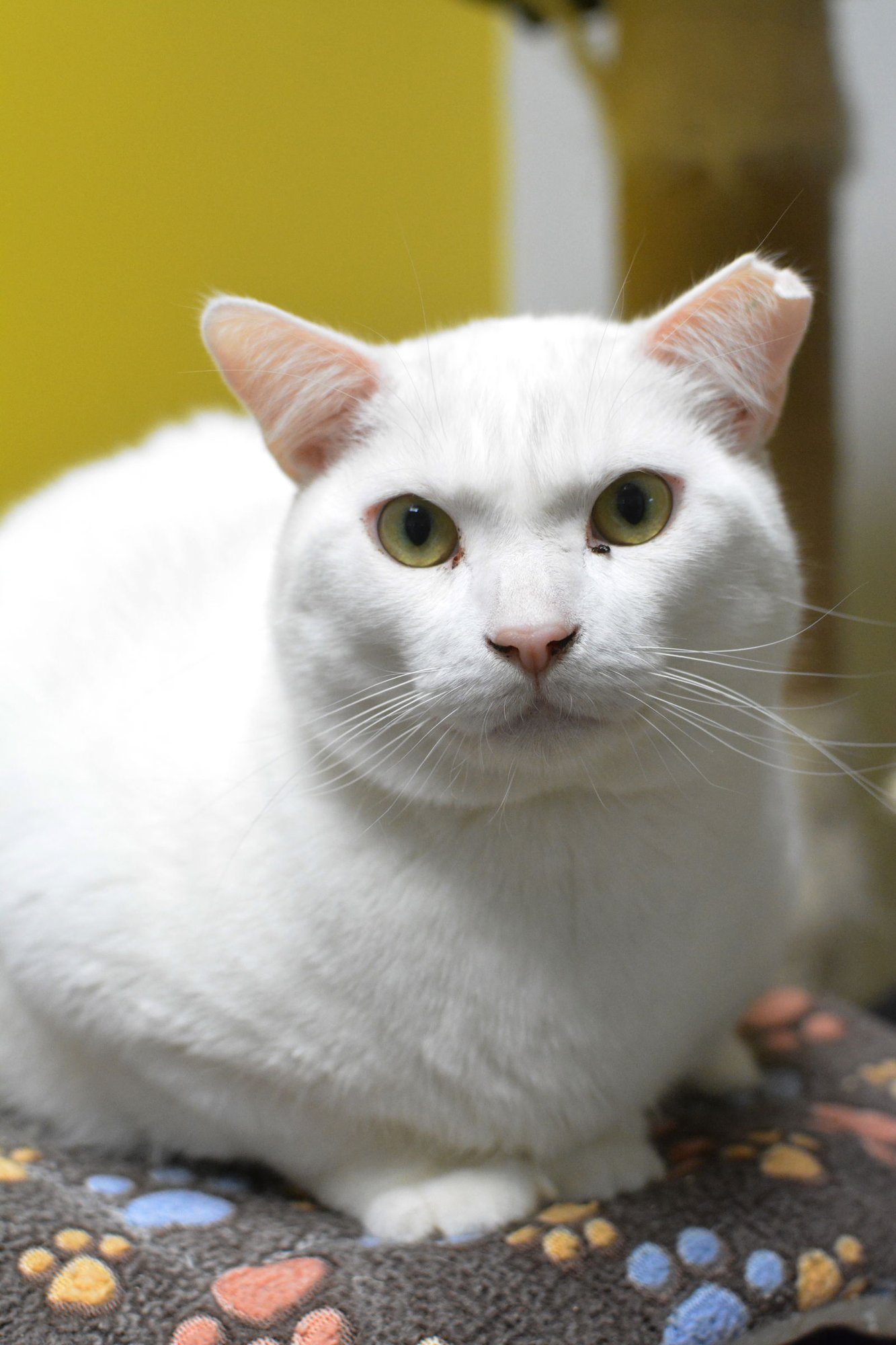 NÉVÉ - Domestic Short Hair available for adoption