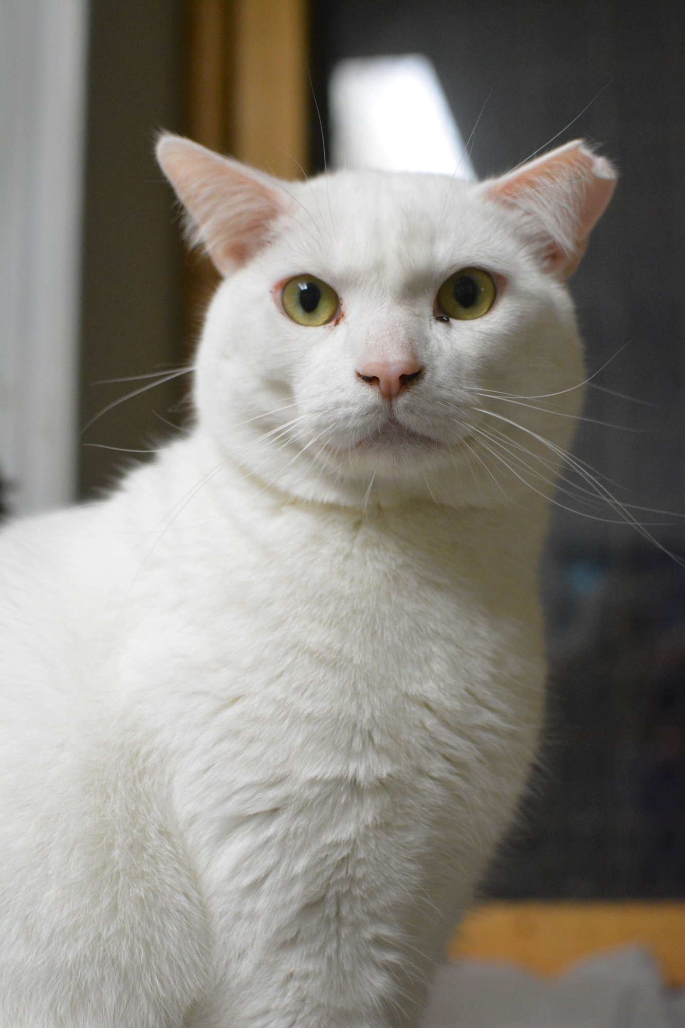 NÉVÉ - Domestic Short Hair available for adoption