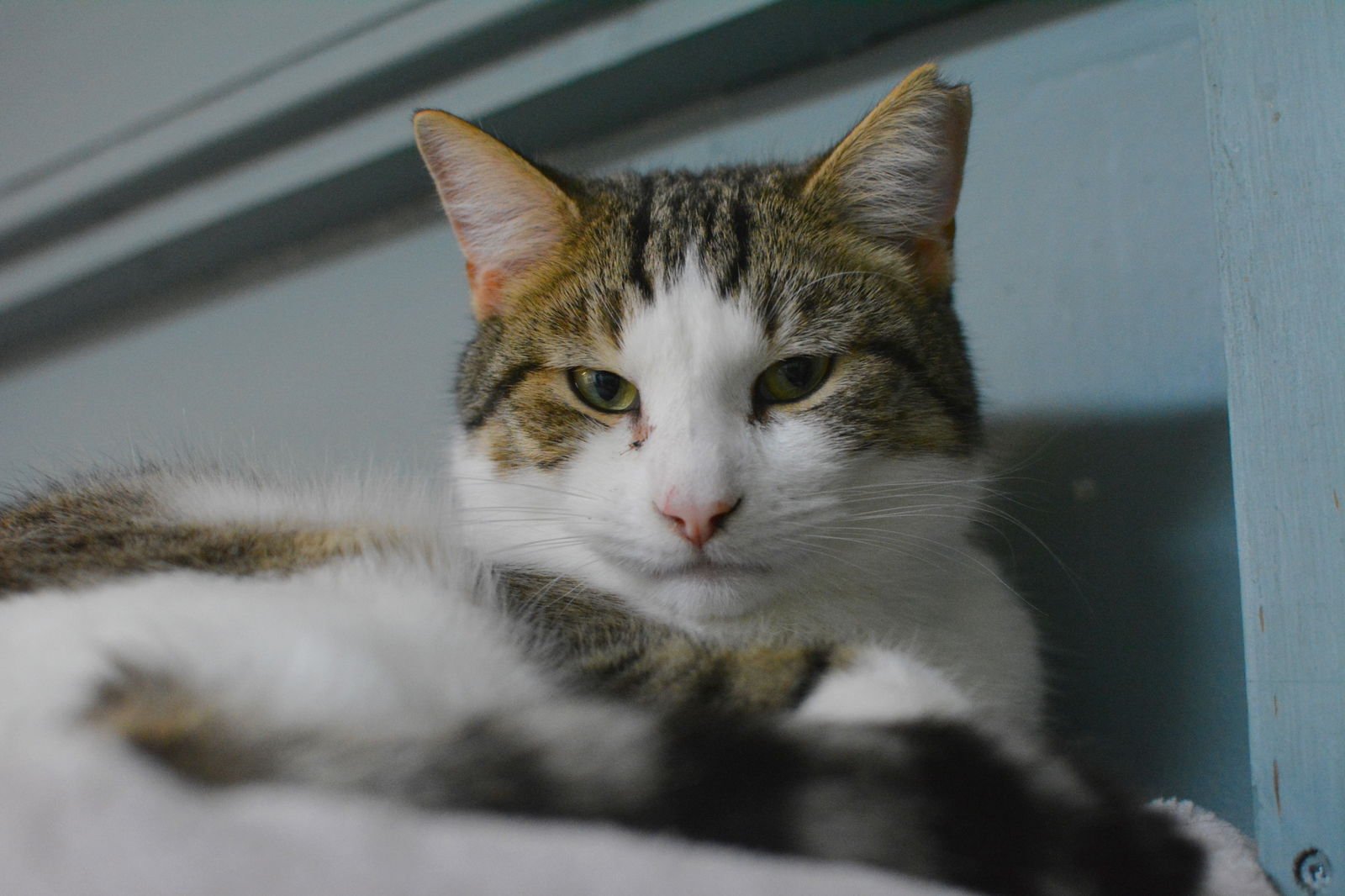 FUEGO - Domestic Short Hair available for adoption