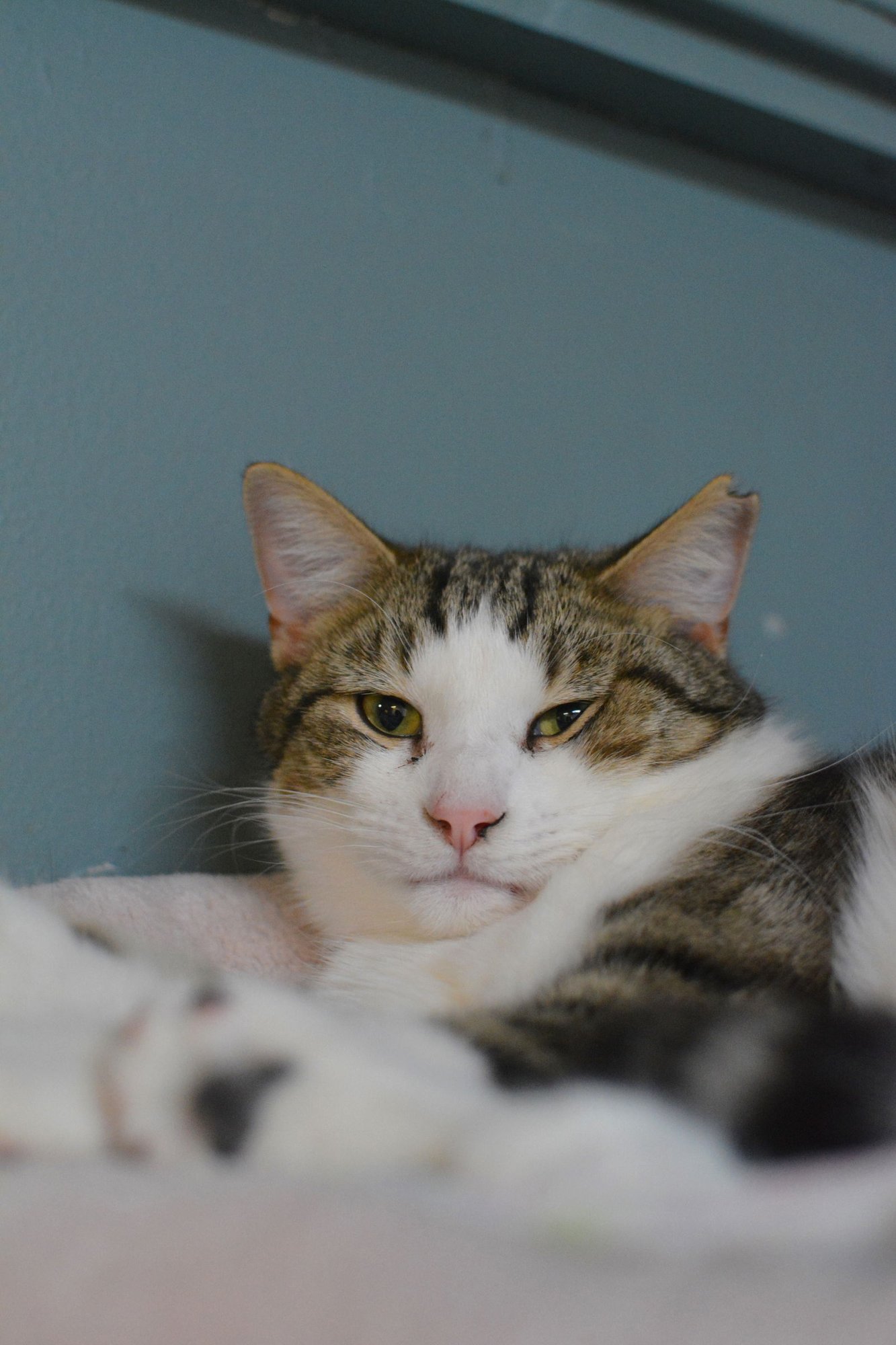 FUEGO - Domestic Short Hair available for adoption